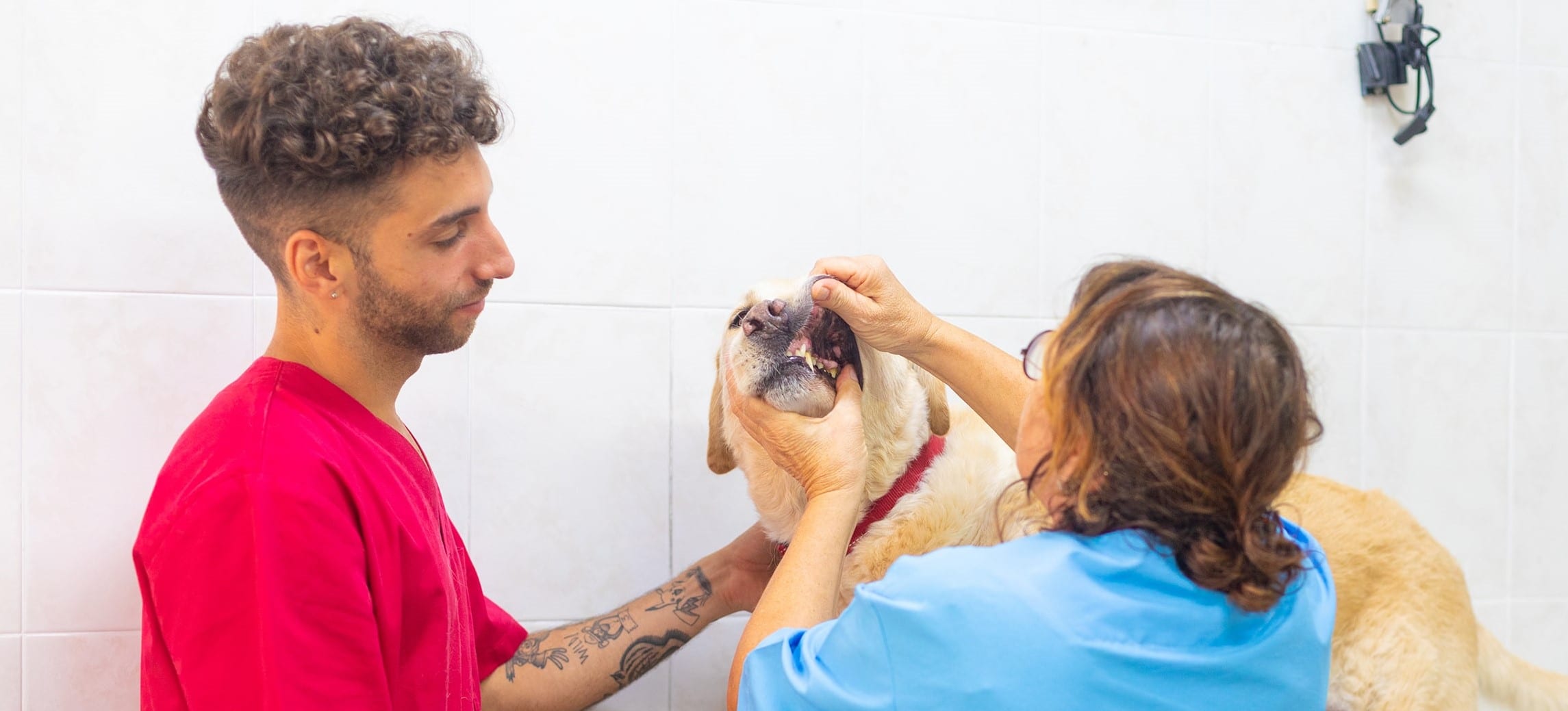 higiene bucal perro en veterinario