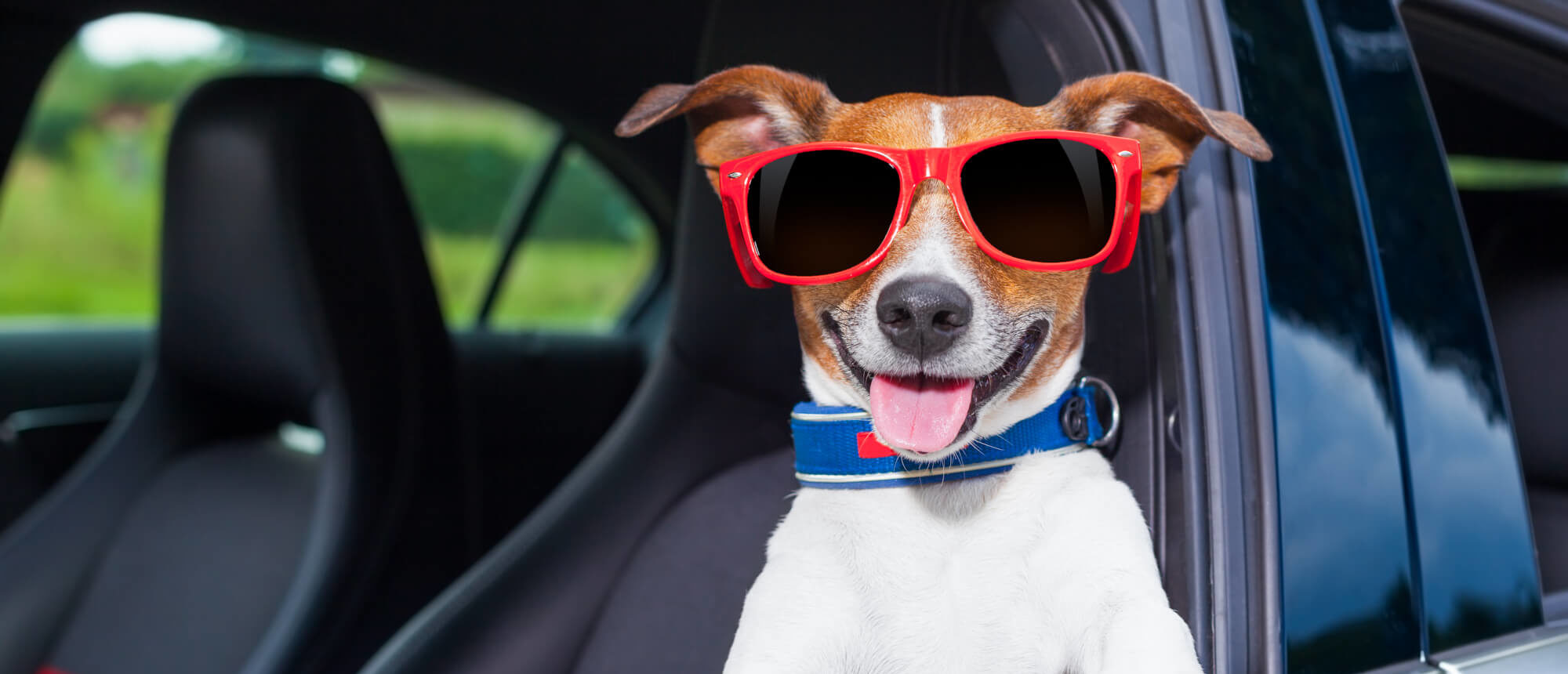 divertida foto de perro con gafas en asiento conductor de un coche