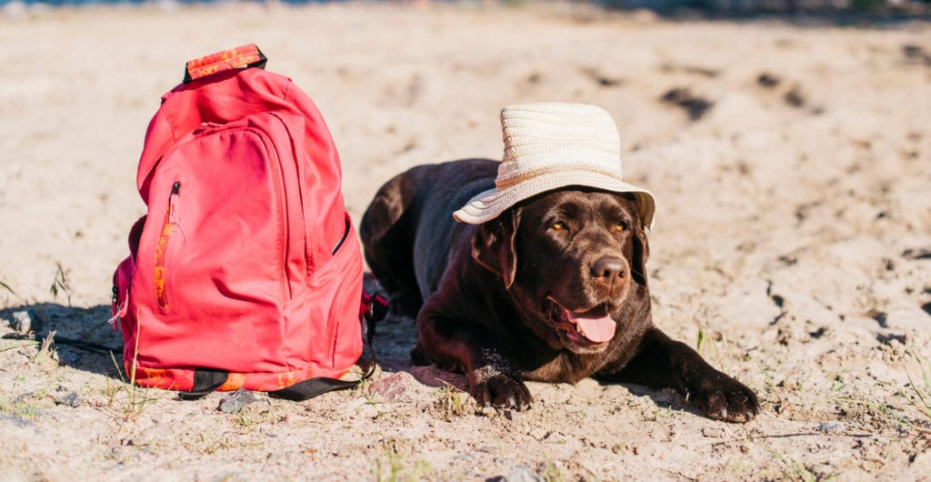 perro en la playa con bolsa y sombrero